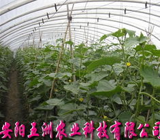 無支柱大棚骨架機(jī) 現(xiàn)代高效農(nóng)業(yè)溫室的強(qiáng)力支撐